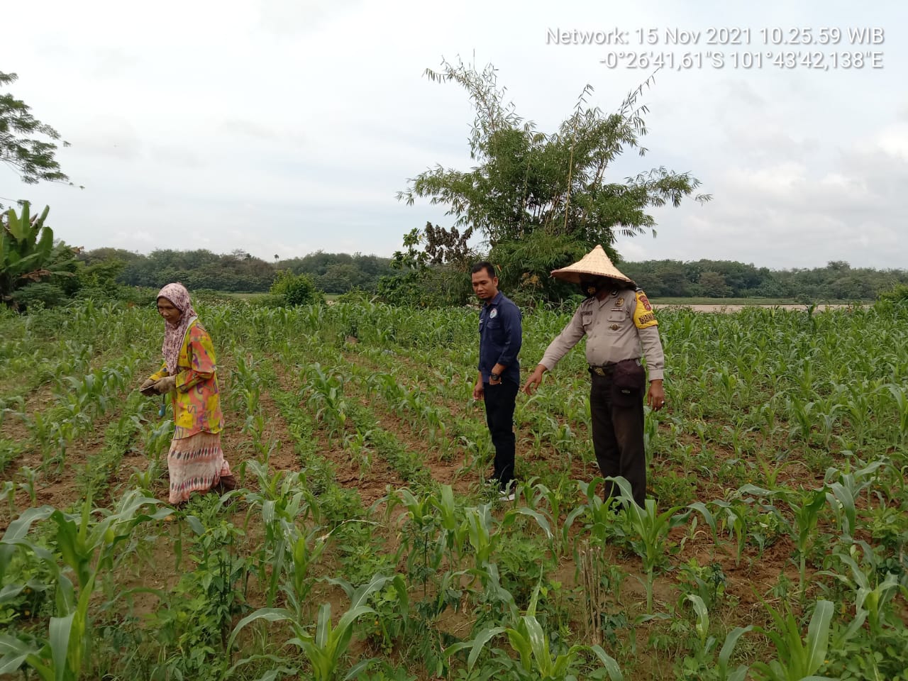 Brigadir Ruliyanto: Turun langsung mengecek perkembangan Tanaman jagung manis