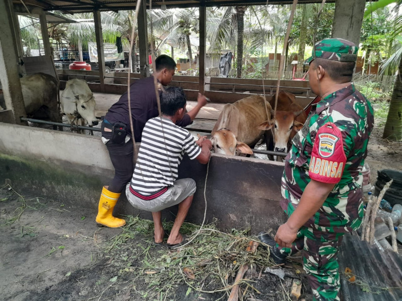Babinsa Koramil 04/Perawang dan Tim URC Lakukan Surveilans PMK di Perawang Barat, Hasilnya Negatif