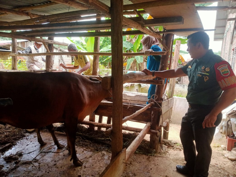 Serka Gopardin Lakukan Pendampingan Untuk Antisipasi Penularan PMK Hewan Ternak di Kampung Mandiangin