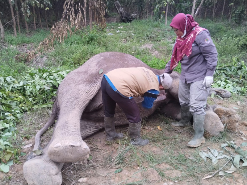 Diduga Diracun, Gajah Mati Ditemukan Diareal HPHTI PT Arara Abadi