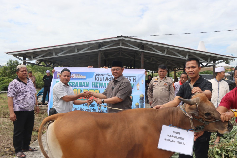 Polres Rohul Salurkan 15 Sapi dan 3 Kambing Kurban Pada Idul Adha 1445 H