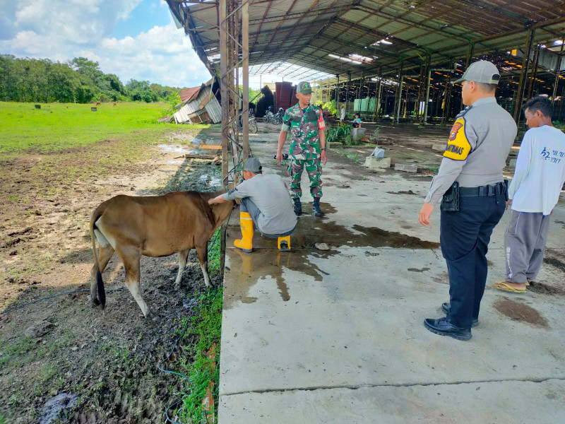 Sertu Joko Purnomo Giat Sosialisasi Antisipasi PMK di Kampung Teluk Lancang, Ini Tujuannya