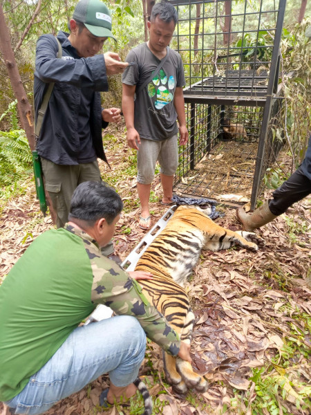 Harimau Sumatera Ditangkap Usai Terkam Pekerja di Pelalawan, BBKSDA Riau Tingkatkan Patroli