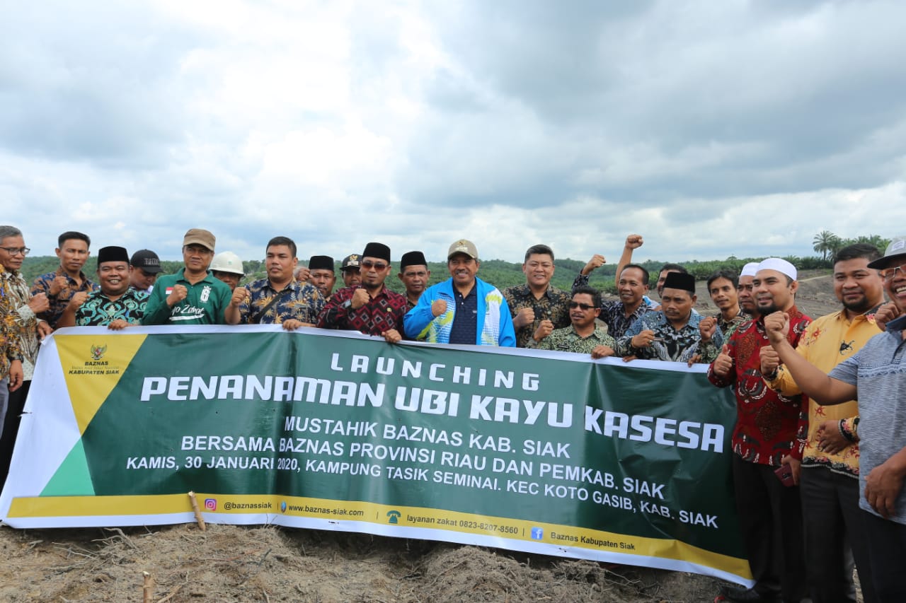 Bupati Siak Alfedri launching Penanaman Ubi Casesa di kecamatan Koto gasib
