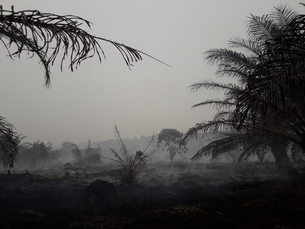 Karhutla Di Jambi Semakin Parah, BMKG: Angin Sedang Menuju Riau