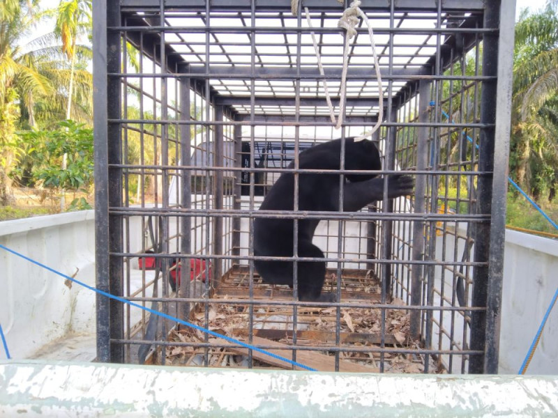 Mangsa Ayam Warga Di Sabak Auh, BBKSDA Evakuasi Beruang Madu Ini