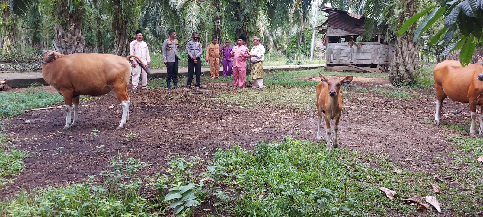 Aktif Giat Pencegahan Virus PMK Pada Ternak, Kapolsek Rambah Hilir Kompak Dengan Upika