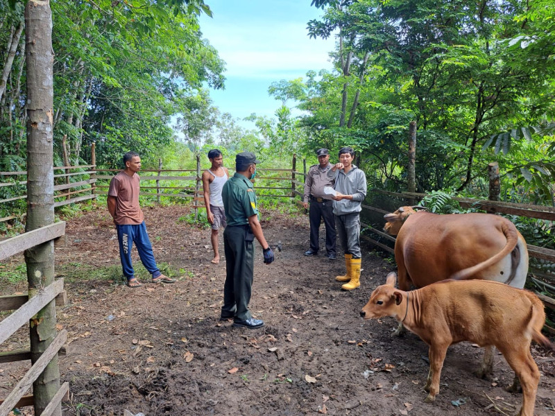 Cegah Penularan PMK, Serka Risman Girsang Dan Tim Lakukan Pendampingan Dan Juga Sosialisasi Di Kampung Sungai Selodang