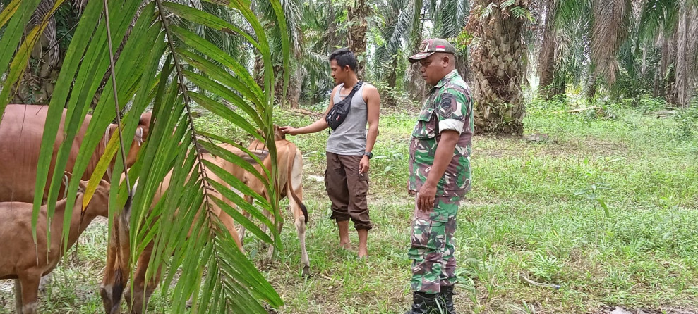 Babinsa Koramil 04/Perawang Gelar Surveilans PMK di Kuala Gasib, Pastikan Kesehatan Ternak Sapi Terjaga