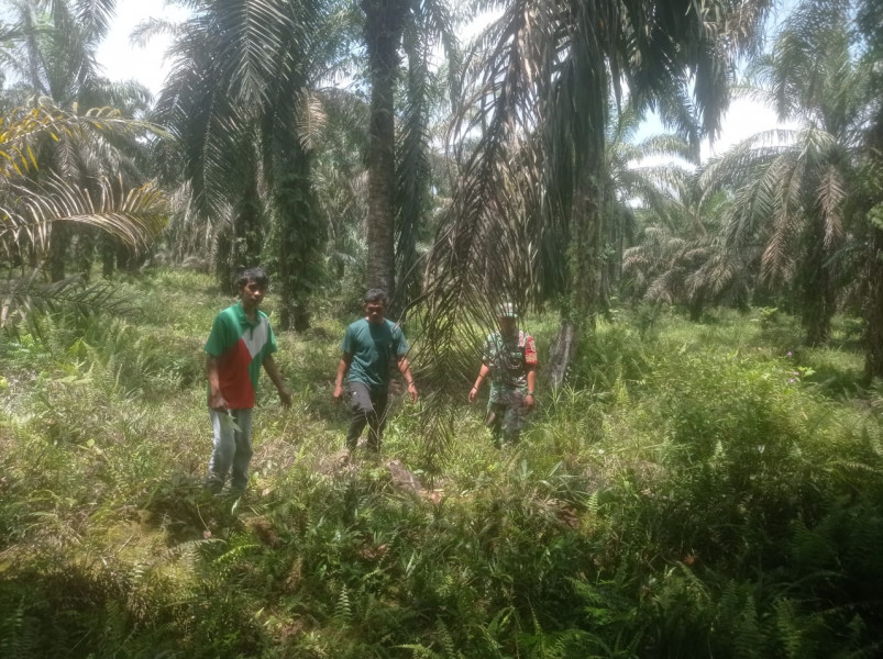 Patroli Pencegahan Karhutlan Oleh Babinsa Koramil 04/Perawang di Kuala Gasib Berjalan Lancar