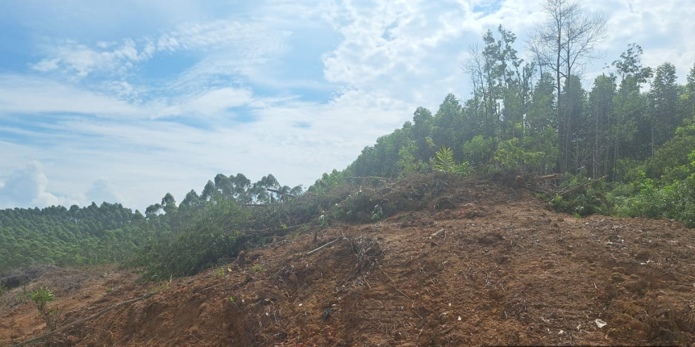 Penjual dan Penggarap Hutan Negara Tanpa Izin Di Batang Cenaku, Suharto : Jangan Kasih Ampun