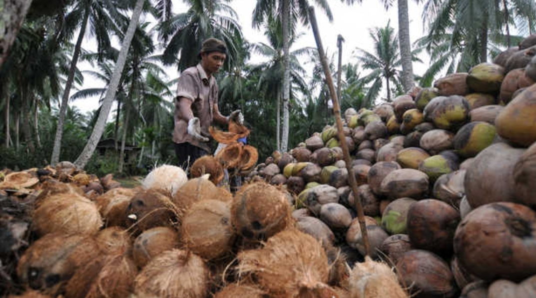 Berikut Ini Harga Kelapa, Pinang Dan Sagu Untuk Pekan Ini di Provinsi Riau