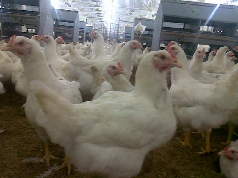 Harga Ayam dan Telor di Siak terus naik sejak Lebaran.