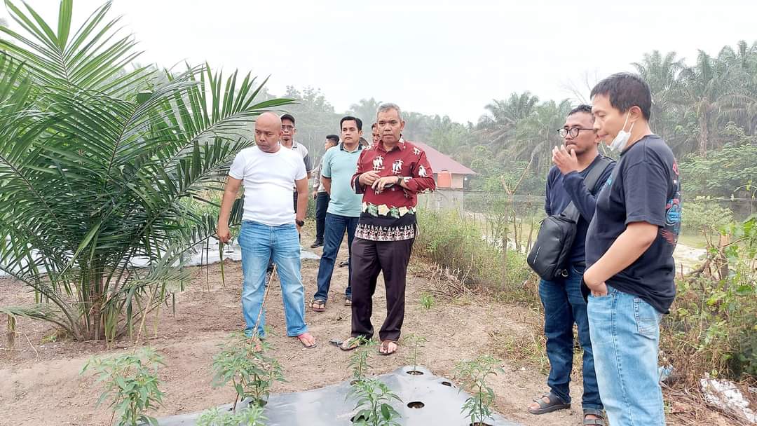 Besok Gubernur Riau launching GNPIP, Pj Bupati Kampar Tinjau Lokasi Kebun Cabai Pulau Birandang