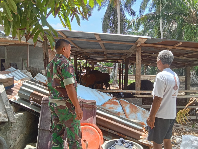 Babinsa Koramil 04/Perawang Bersama Tim URC Lakukan Surveilans PMK di Empang Pandan, Koto Gasib