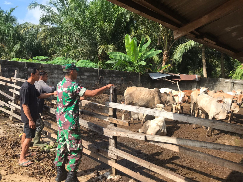 Koptu Hari Surachman Giat Surveilence PMK Hewan Ternak di Kelurahan Perawang