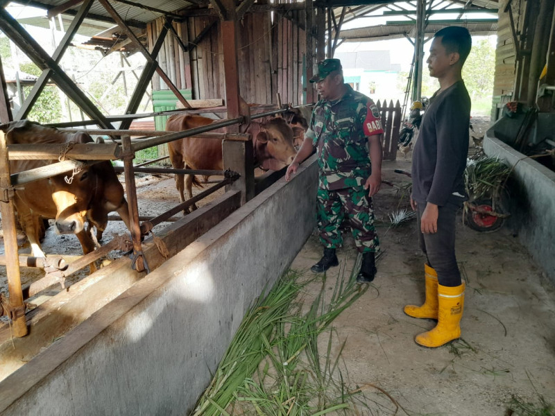 Sertu Venus Luberto Babinsa Koramil 04/Perawang Giat Penanggulangan PMK di Kampung Perawang Barat 