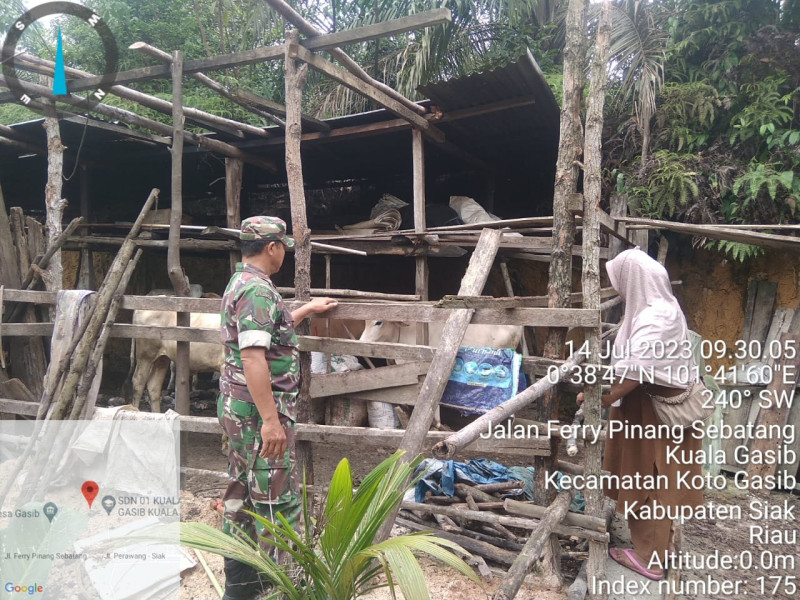 Antisipasi PMK, Babinsa Koramil 04/Perawang Serda L Syahdanur Giat Surveilence di Kampung Kuala Gasib 