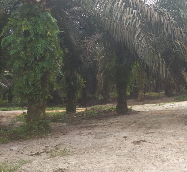 Sudah Terdaftar UUCK, Petani di Riau Tetap Ditangkap, Warga Minta Tolong Presiden dan KLHK: Kami Dijajah!