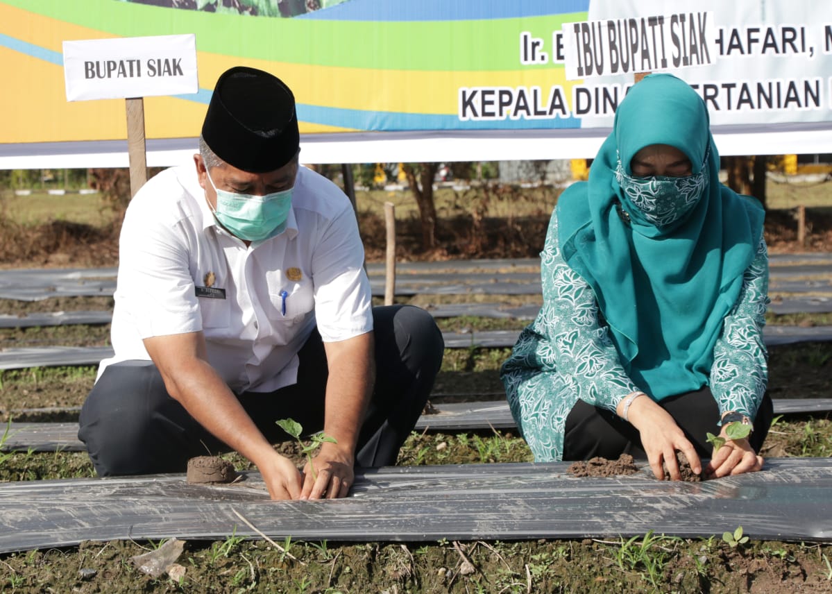 Bupati Alfedri Tanam Perdana Lahan Kelompok Tani di Tanjung Agung