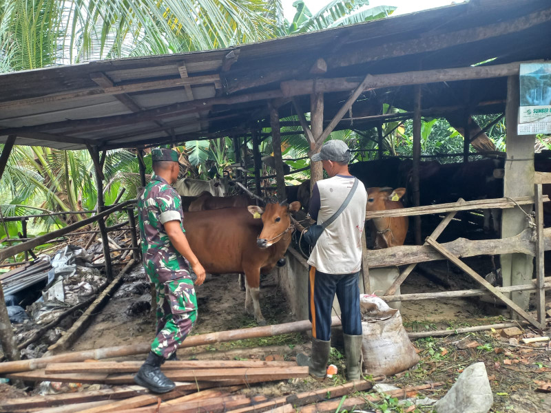 Babinsa Koramil 04/Perawang Berasam Tim Lakukan Surveilence Antisipasi PMK di Kelurahan Perawang