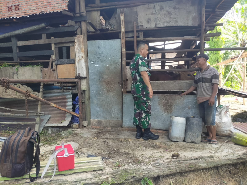 Babinsa Koramil 03/Minas Lakukan Pendampingan Vaksinasi Antisipasi PMK di Kampung Olak Kecamatan Sungai Mandau