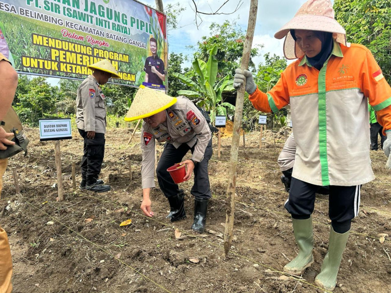 Gandeng Polres Inhu, PT SIR Salurkan CSR dengan Menanam Jagung