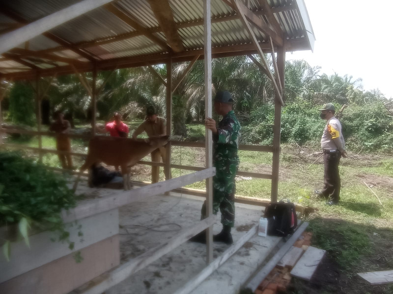 Babinsa Koramil 04/Perawang Kopda L Sigalingging Beserta Tim Lakukan Surveilence PMK di Kampung Teluk Rimba