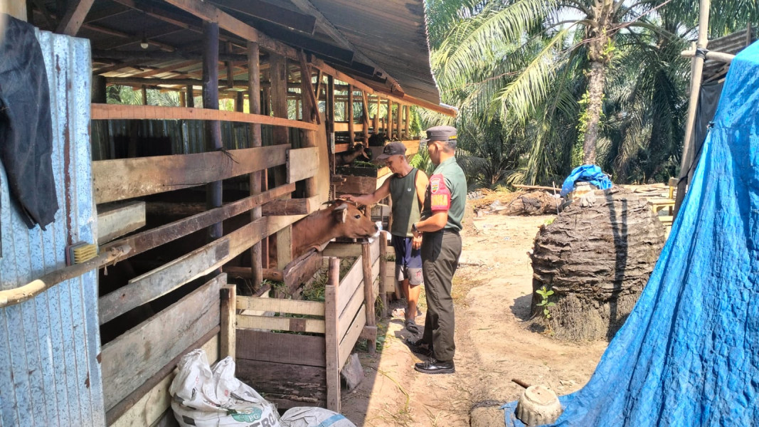 Antisipasi PMK Terhadap Hewan Ternak, Serda Holmes Pasaribu Lakukan Pendampingan Sosialisasi di Kampung Muara Kelantan