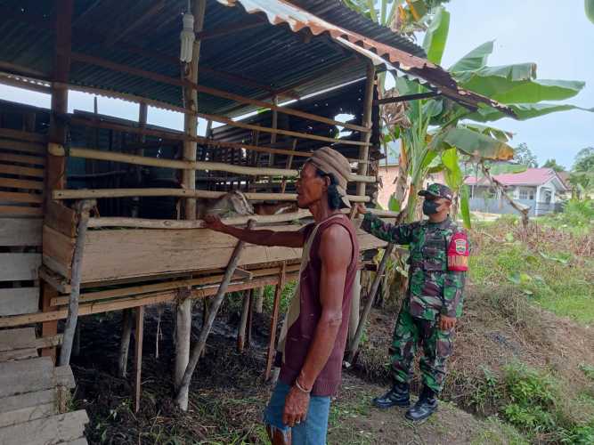 Sersda Dwi H.A Lakukan Pendampingan Pengecekan Hewan Ternak Antisipasi PMK Sapi di Kampung Minas Barat 