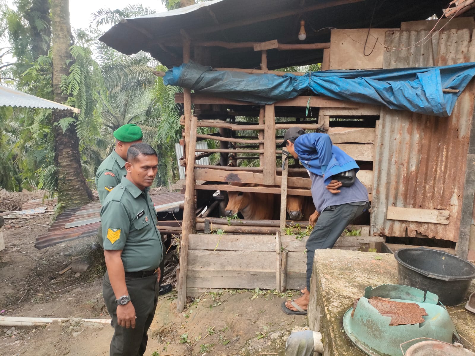 Bersama Stakeholder Terkait, Serma Muhajir Lakukan Pendampingan Vaksinasi Hewan Ternak Sapi di Minas Jaya