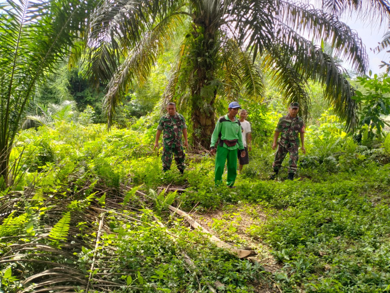 Pelda Ramli Nst dan Serda Dedi H Beserta Tim Lakukan Giat Patroli Guna Cegah Kebakaran Hutan Serta Lahan di Perawang