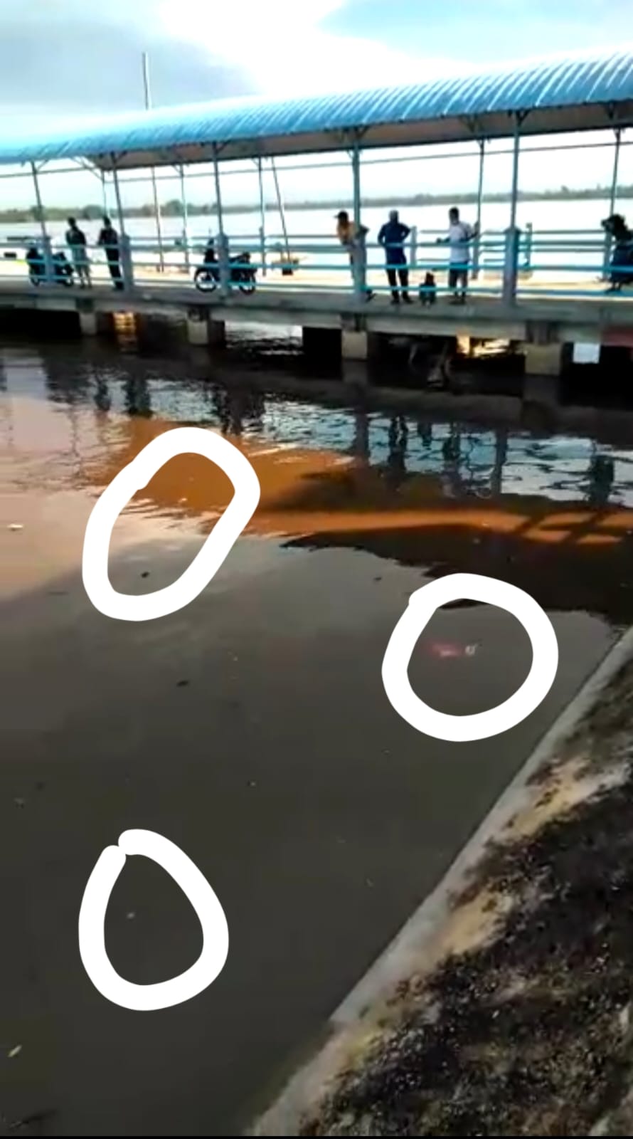 Diduga Tercemar Limbah, Ikan di Sungai Siak Mengapung Kepermukaan