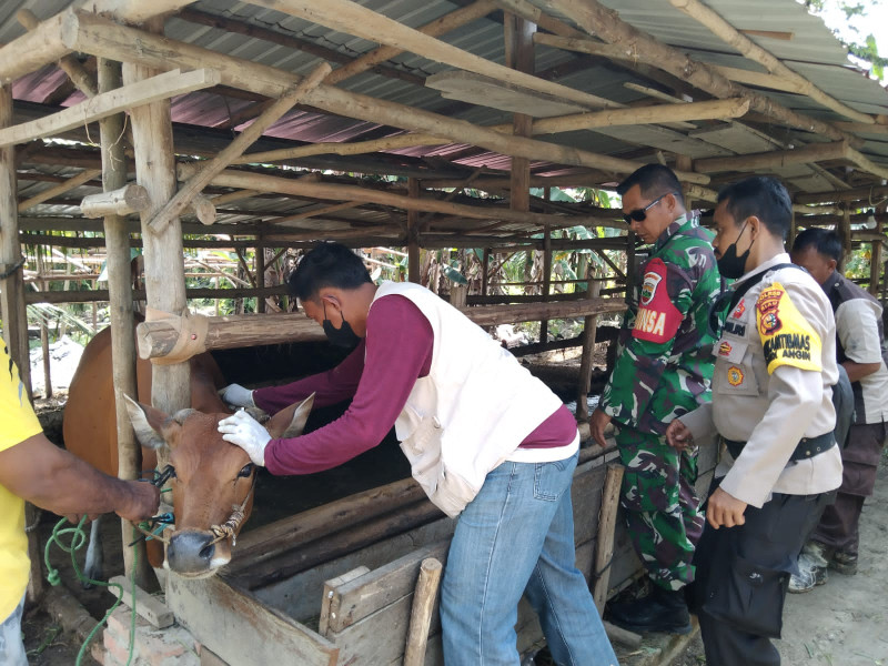 Antisipasi Penyebaran Virus PMK, Serka Gopardin & Tim Giat Pendampingan Dan Sosialisasi di Kampung Mandiangin