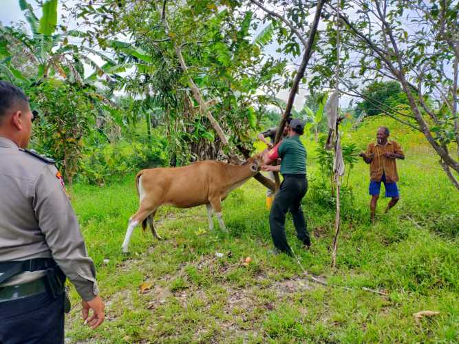 Sertu Joko Purnomo Lakukan Giat Sosialisasi Vaksinasi Hewan Ternak Untuk Cegah PMK di Kampung Sungai Selodang 